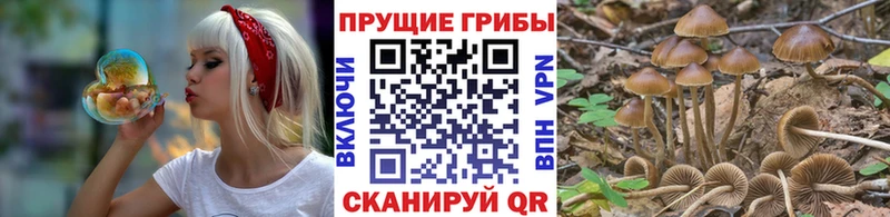 магазин    Кирсанов  Псилоцибиновые грибы ЛСД 