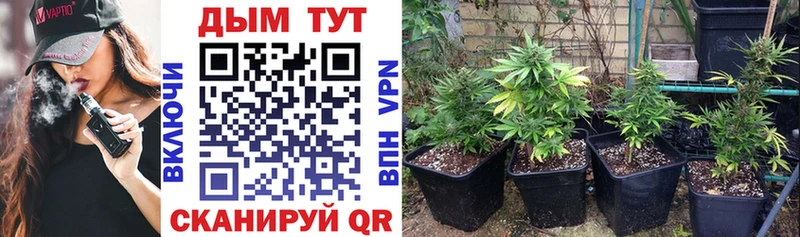 hydra онион  как найти закладки  Кирсанов  Канабис SATIVA & INDICA 